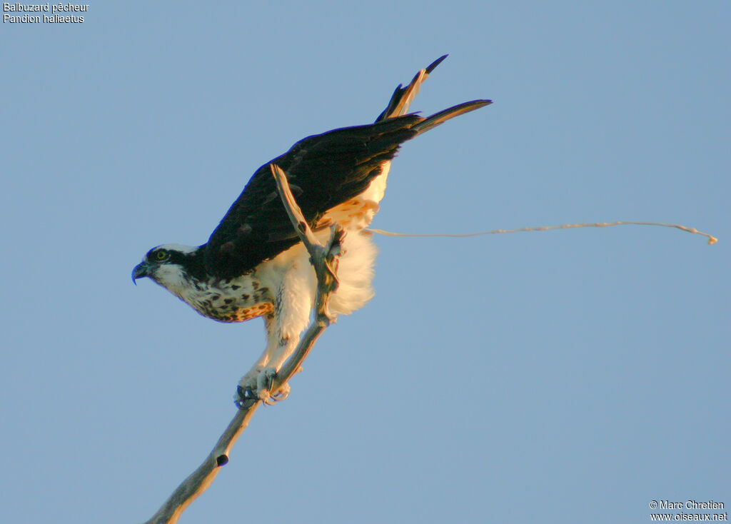 Western Osprey