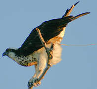 Western Osprey