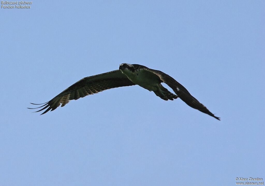 Western Osprey