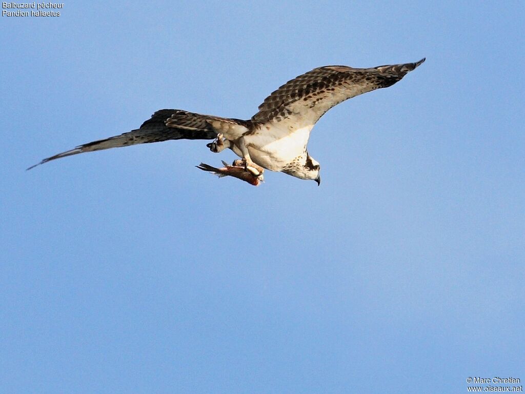 Western Ospreyadult