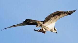 Western Osprey