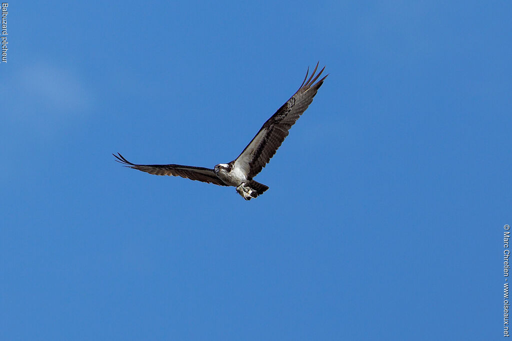 Balbuzard pêcheur