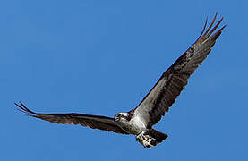 Western Osprey