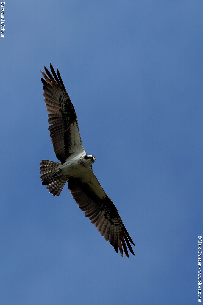 Western Osprey