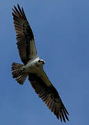 Western Osprey