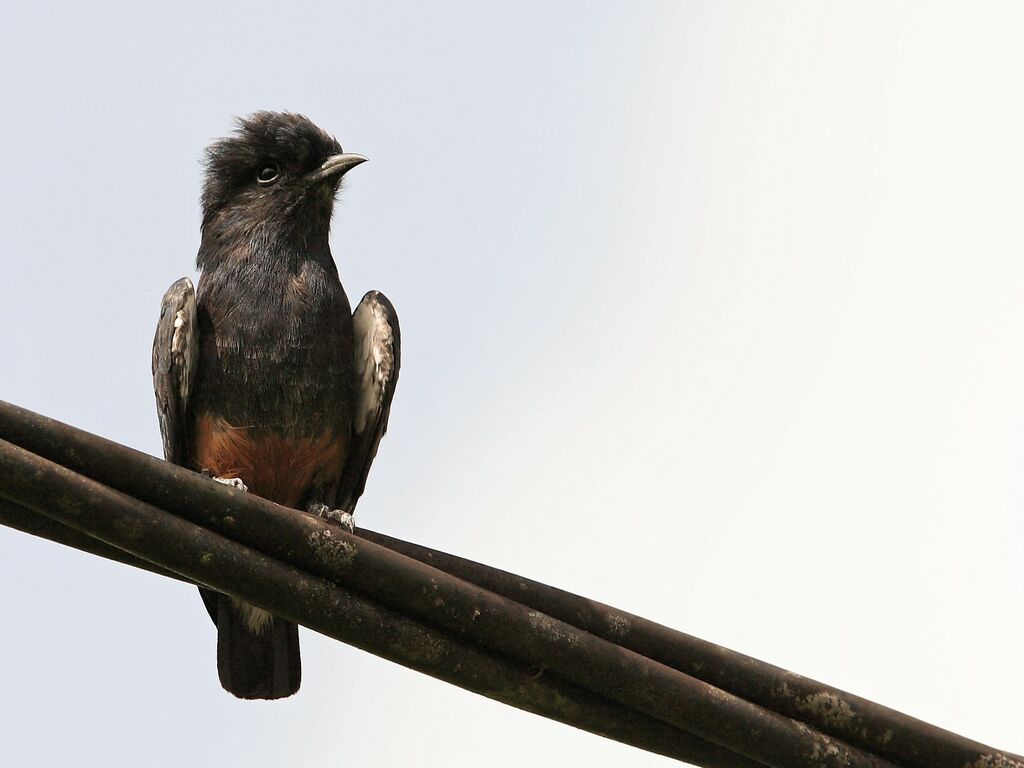 Swallow-winged Puffbird