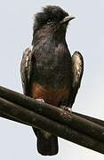 Swallow-winged Puffbird