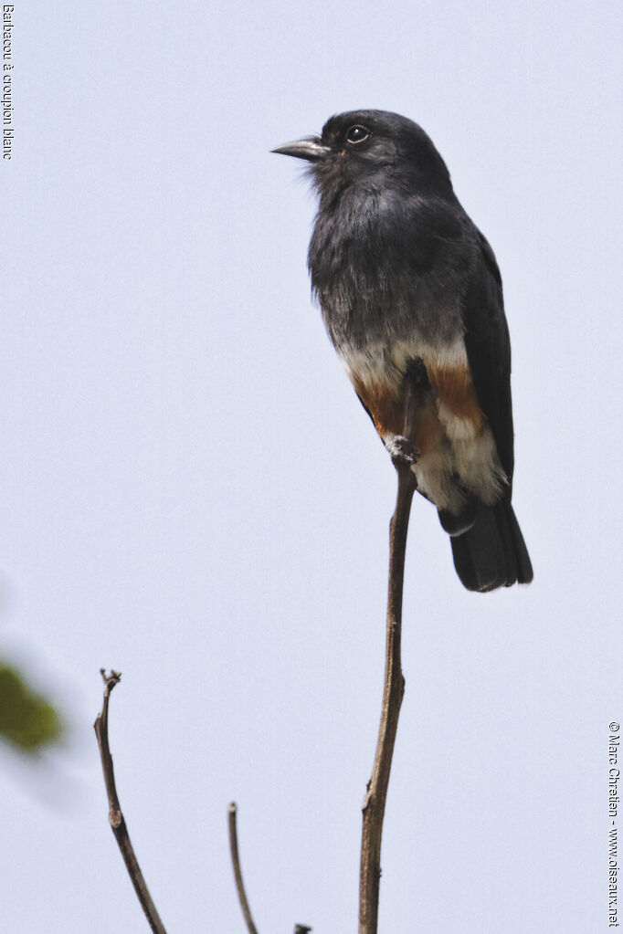 Swallow-winged Puffbird