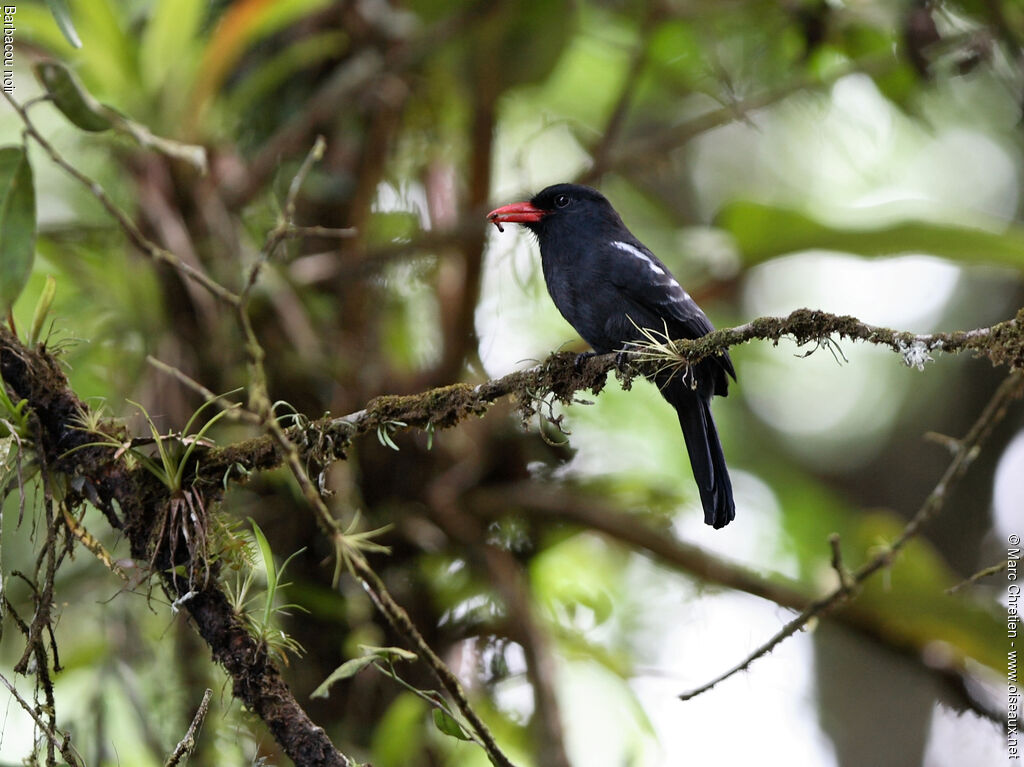 Black Nunbird