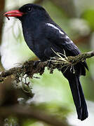 Black Nunbird