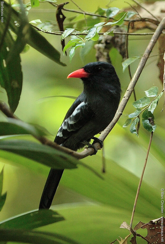 Black Nunbird