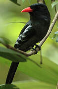 Black Nunbird