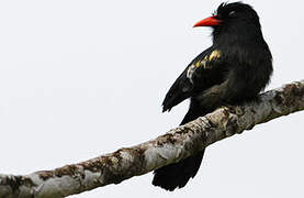 Black Nunbird