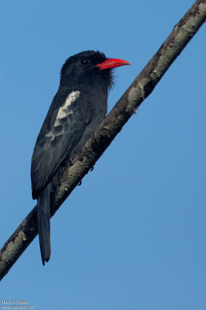 Barbacou noiradulte, identification