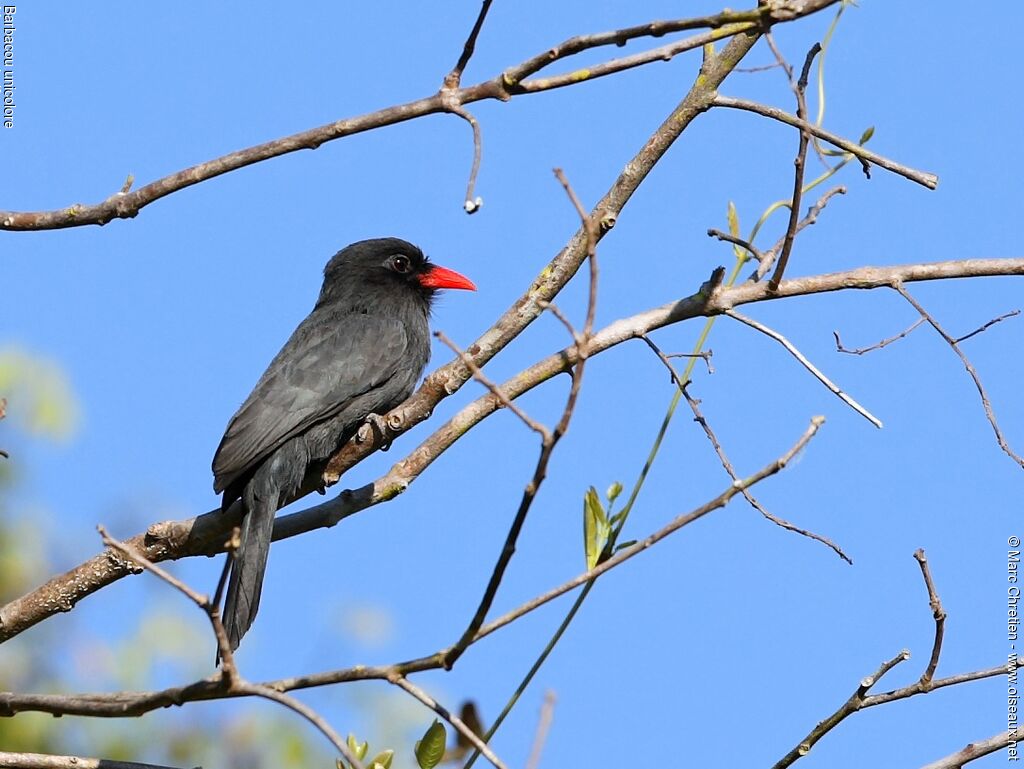 Black-fronted Nunbirdadult