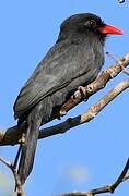 Black-fronted Nunbird