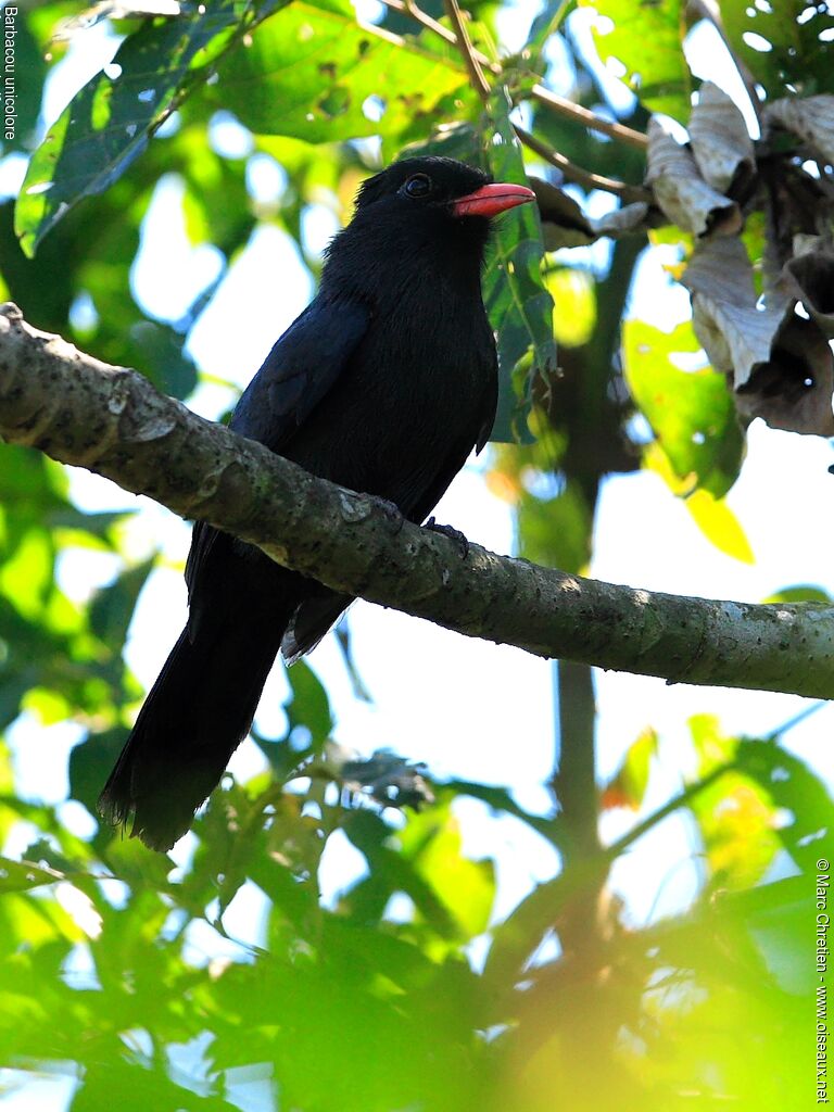 Black-fronted Nunbird