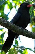 Black-fronted Nunbird