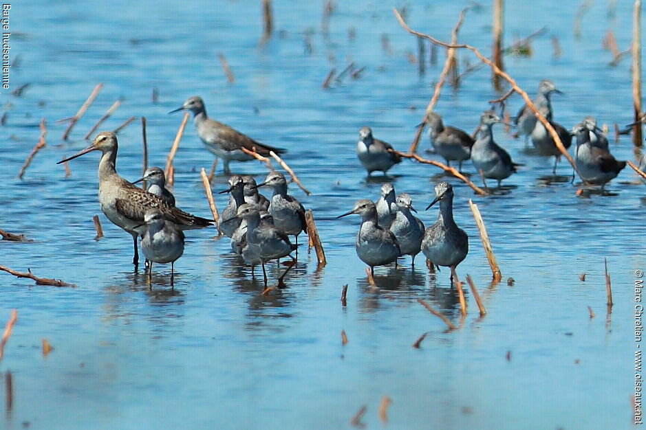 Hudsonian Godwit