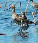 Hudsonian Godwit