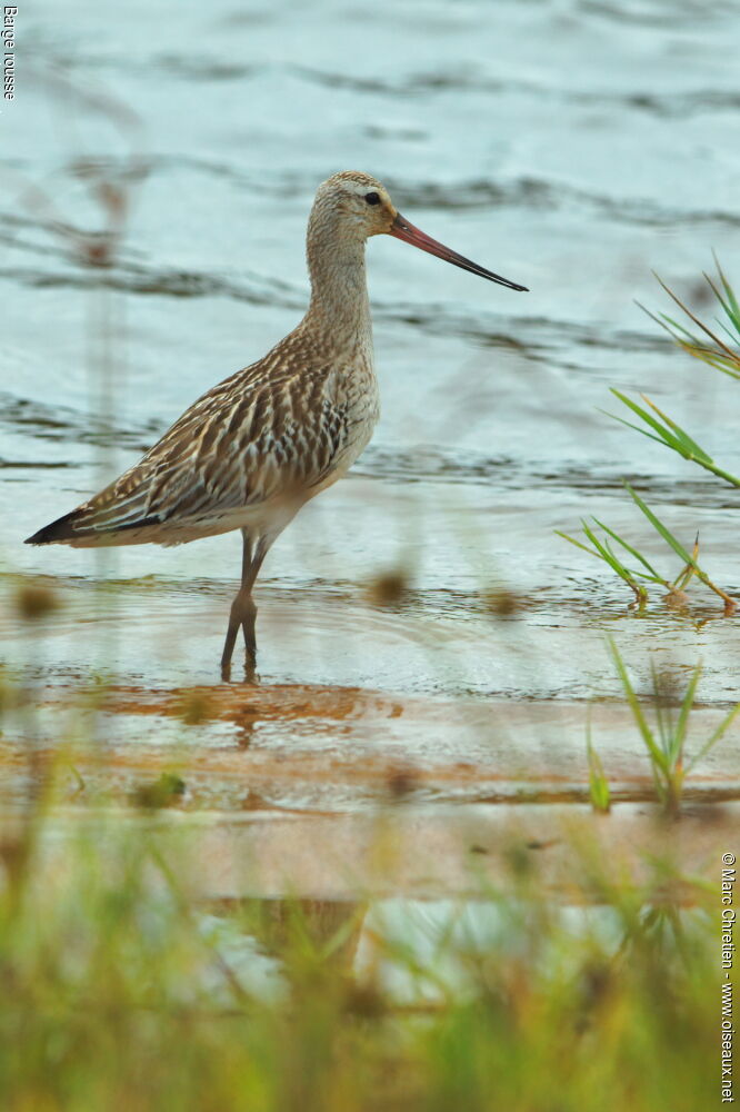 Bar-tailed Godwit male adult