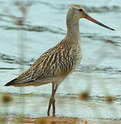 Bar-tailed Godwit