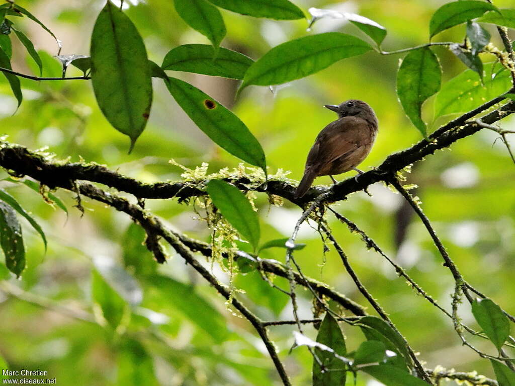 Dusky-throated Antshrike female adult