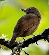 Dusky-throated Antshrike