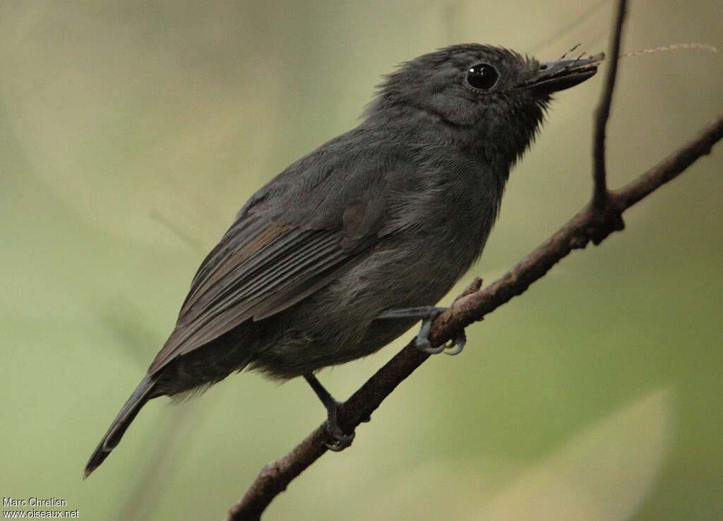 Dusky-throated Antshrike male adult, identification