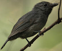 Dusky-throated Antshrike