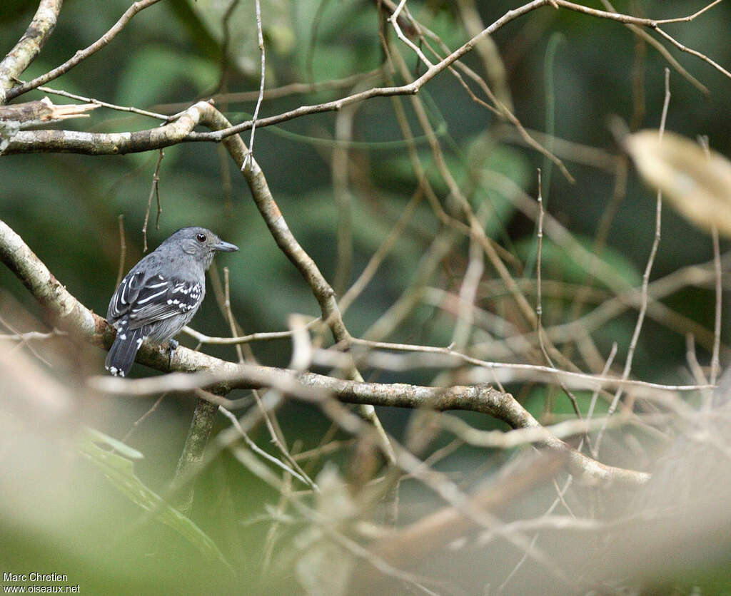 Batara d'Amazonie mâle adulte, identification