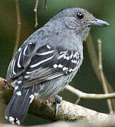 Amazonian Antshrike