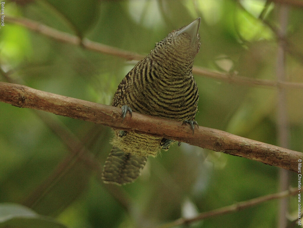 Fasciated Antshrike male