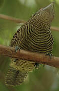 Fasciated Antshrike