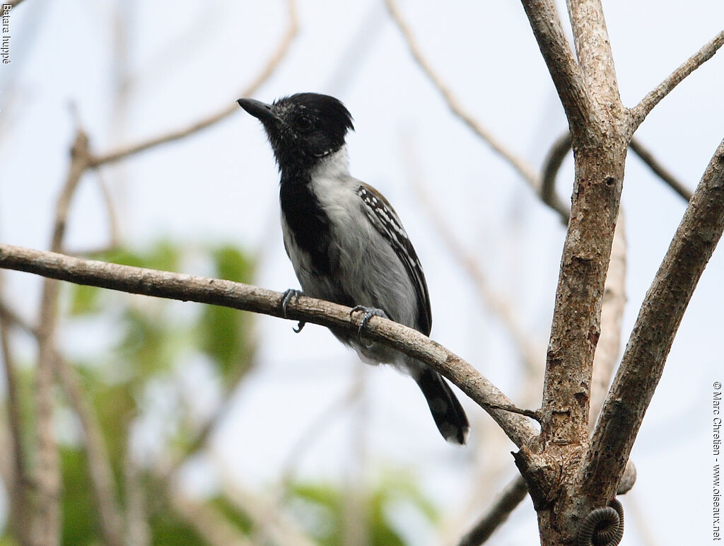 Black-crested Antshrike male