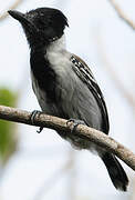 Black-crested Antshrike