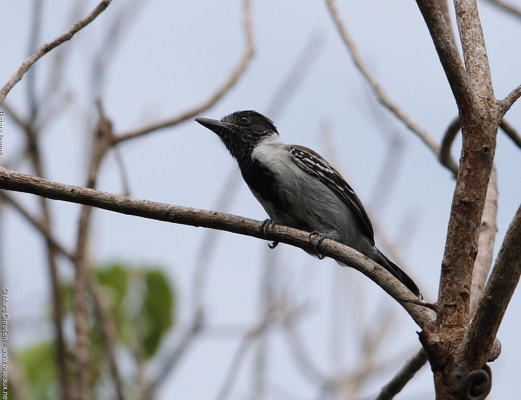 Black-crested Antshrike male