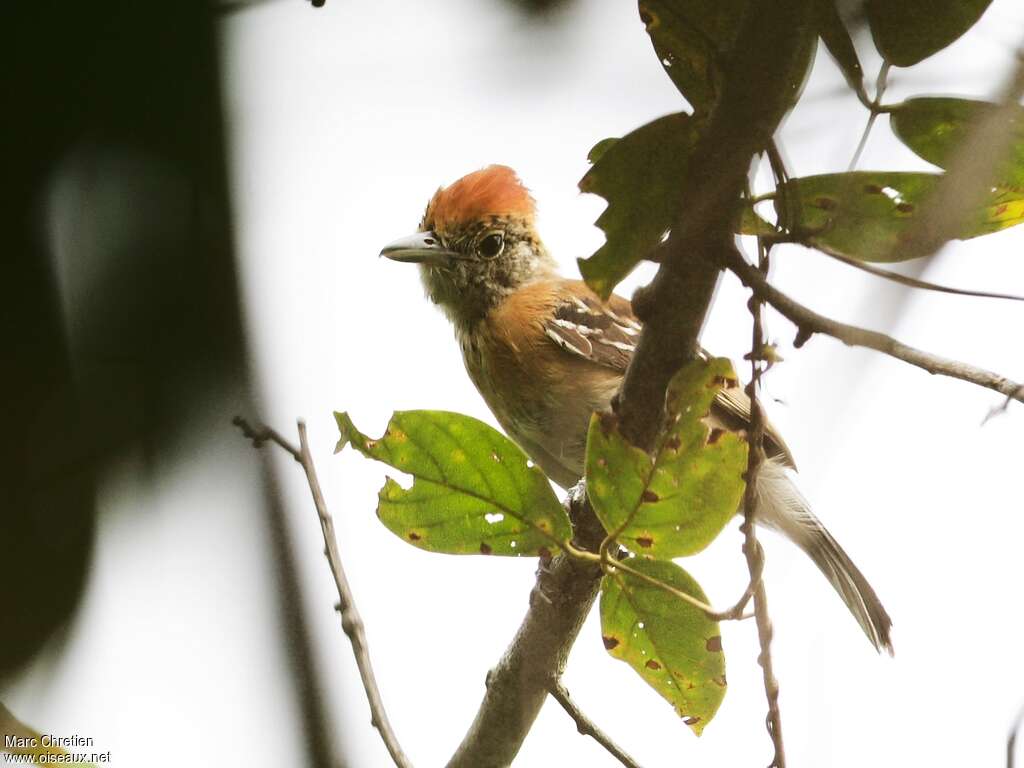 Batara huppé femelle adulte, identification