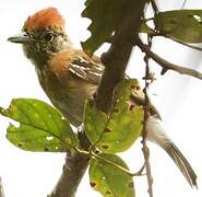 Black-crested Antshrike