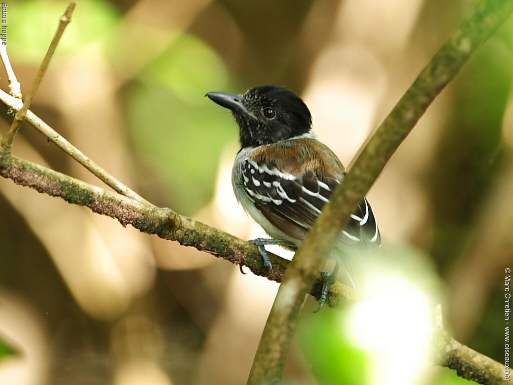 Black-crested Antshrike male adult