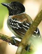 Black-crested Antshrike