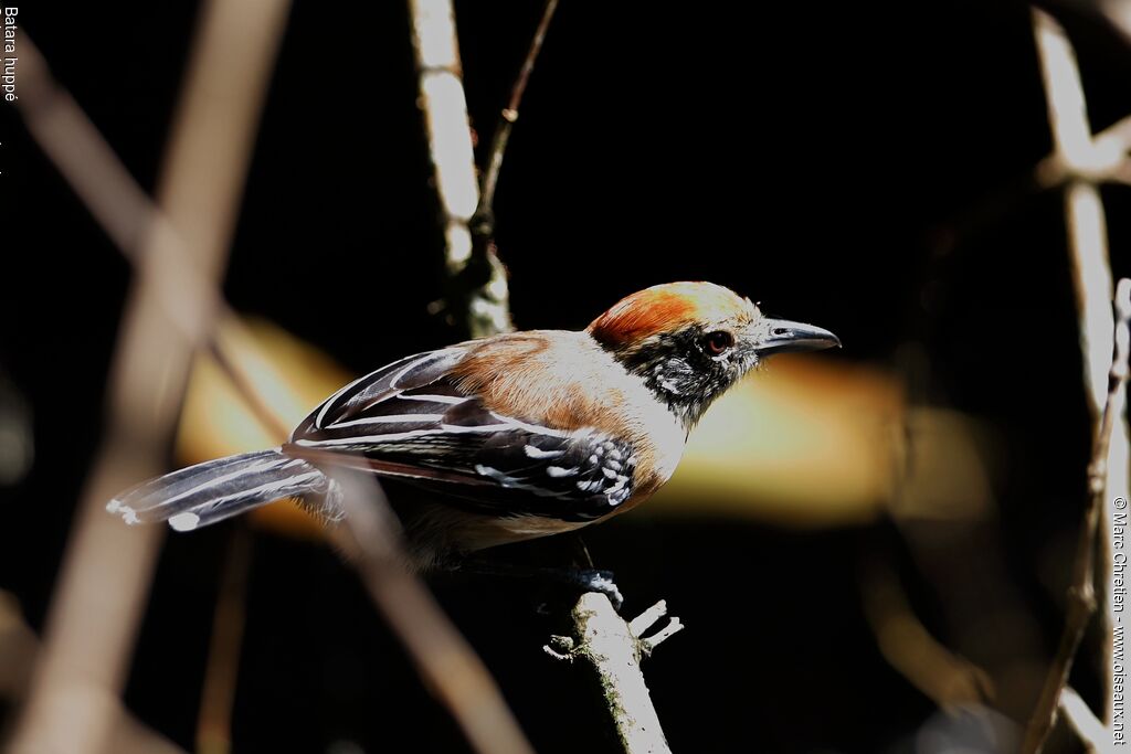 Black-crested Antshrike female adult