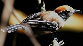 Black-crested Antshrike