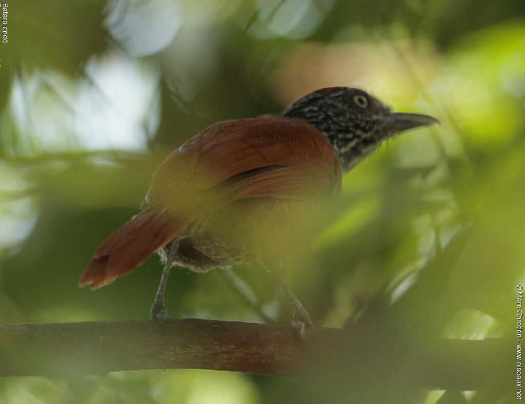 Undulated Antshrike