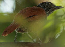 Undulated Antshrike