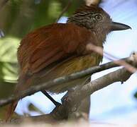 Barred Antshrike