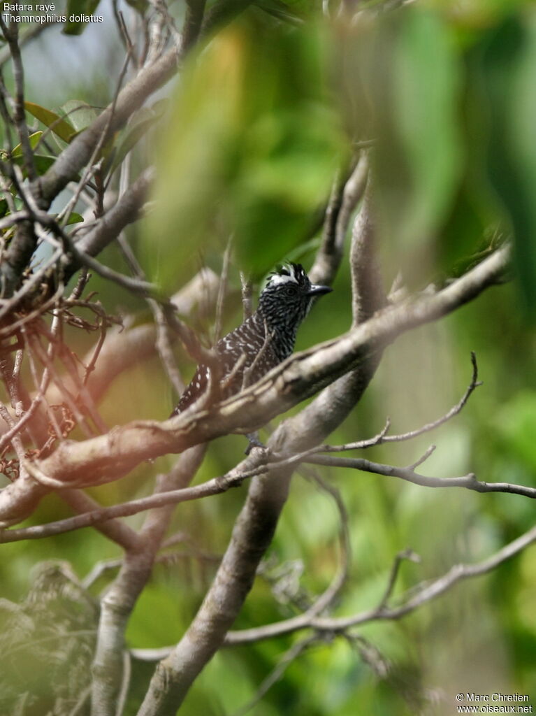 Barred Antshrike male