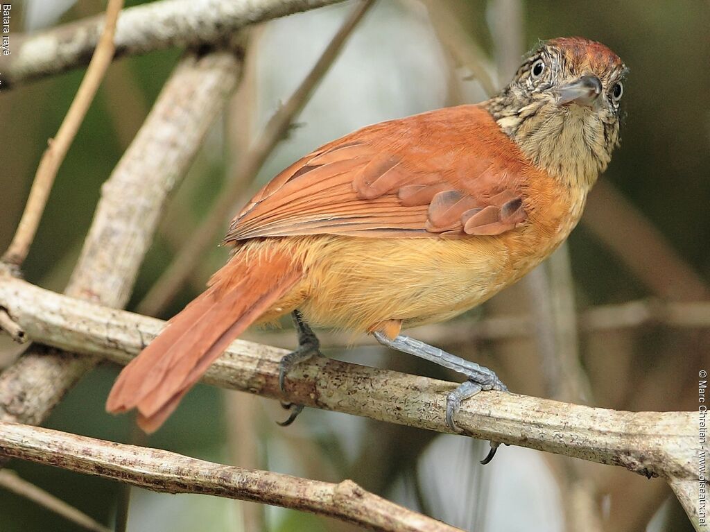 Barred Antshrike female adult