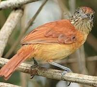 Barred Antshrike