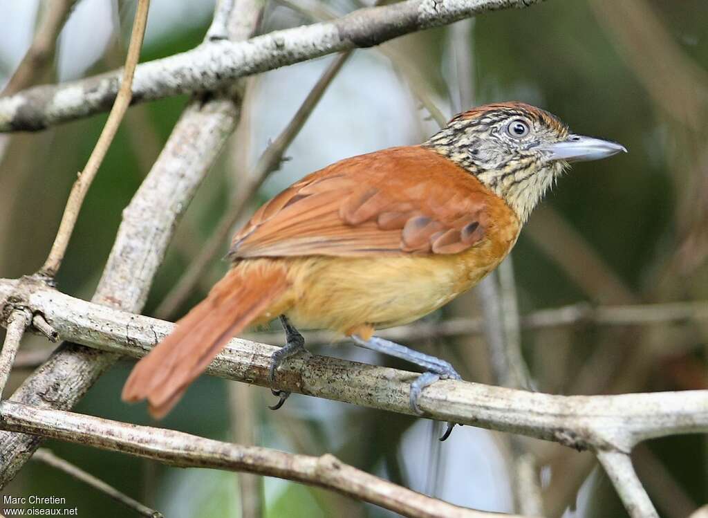 Barred Antshrike female adult, close-up portrait